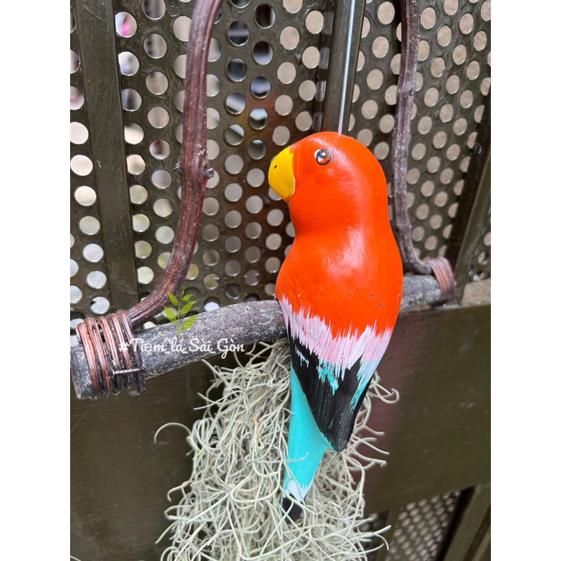 Cây không khí tóc tiên kết hợp