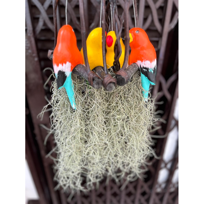 Cây không khí tóc tiên kết hợp