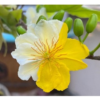 Cây mai nhị ngọc toàn ( màu vàng-kem )