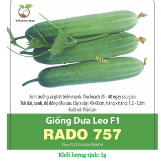Hạt giống dưa leo f1 rado 757 hạt giống rạng đông