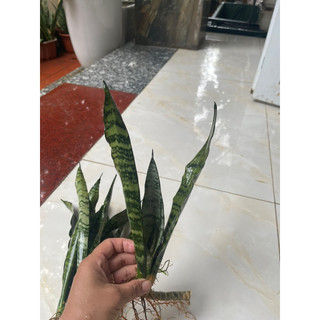 1 cây lưỡi hổ vằn xanh