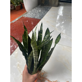 2 cây lưỡi hổ vằn xanh ( cao khoảng 20cm nhỏ xinh)