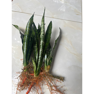 2 cây lưỡi hổ vằn xanh ( cao khoảng 20cm nhỏ xinh)