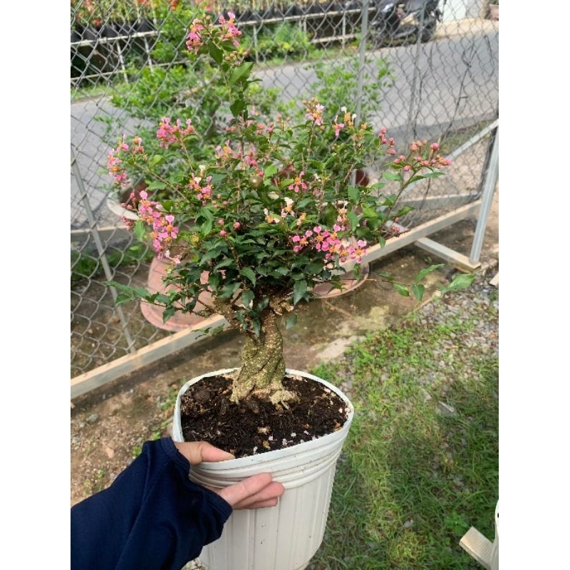 Hồng Ngọc Mai Bonsai