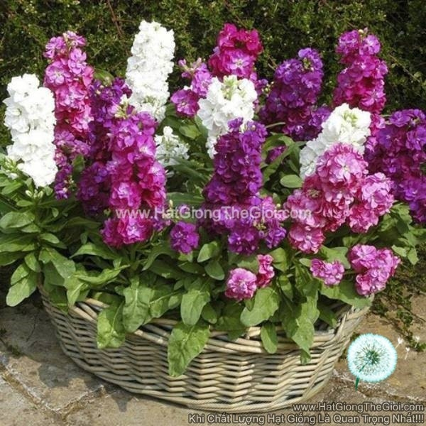 10H Hạt Giống Hoa Hoàng Anh Mathiola Lùn TG279 Mix (KD| B17)