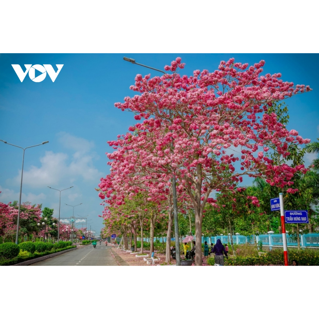 Cây giống hoa kèn hồng cây cao 35-45 cm  #cây_giống #cây_kèn_hồng