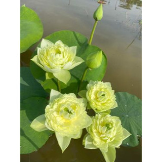 Củ giống sen Thái_ Sen Táo Vàng