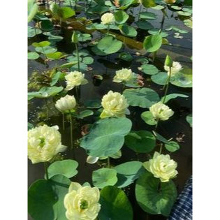 Củ giống sen Thái_ Sen Táo Vàng