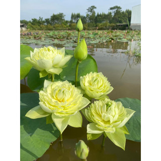 Củ giống sen Thái_ Sen Táo Vàng