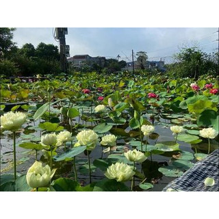 Củ giống sen Thái_ Sen Táo Vàng