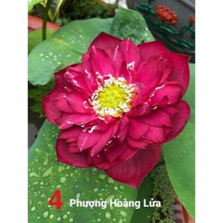 Sen Thái- Phượng Hoàng Lửa