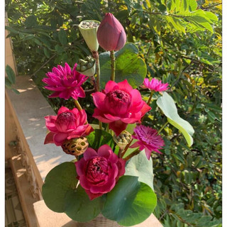 Sen Thái- Phượng Hoàng Lửa (Củ giống)
