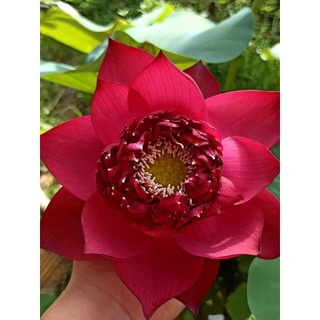 Sen Thái- Phượng Hoàng Lửa (Củ giống)