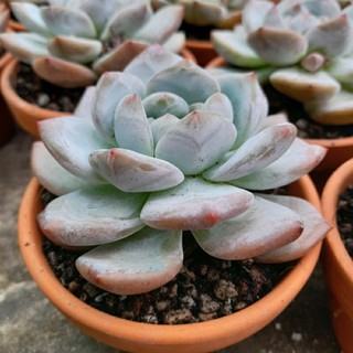 Sen đá monroe, 8 cm, đã thay giá thể, không kèm chậu