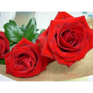 Hoa hồng bụi Red Finally Rose
