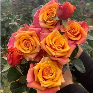Hoa hồng Cherry Brandi Rose - hồng bụi, hoa lâu tàn