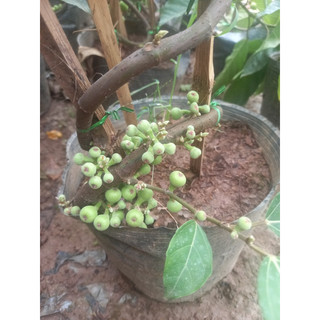 Cây sung nếp siêu quả giống mới dáng bonsai