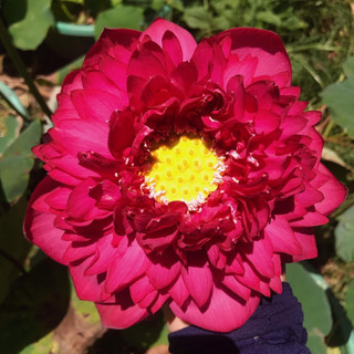 Sen Thái Red Rosygrow_ Củ giống