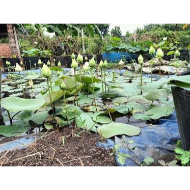 Sen Thái Peony White_ Củ giống