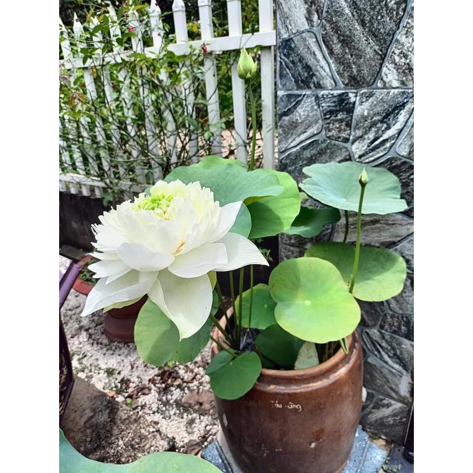 Sen Thái Peony White_ Củ giống