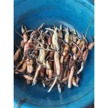 Sen Thái Peony White_ Củ giống