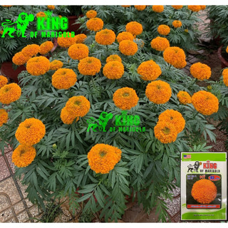 Hạt Giống Hoa Vạn Thọ B3 Pro (Gói 1 gam)