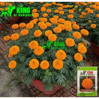 Hạt Giống Hoa Vạn Thọ B3 Pro (Gói 1 gam)