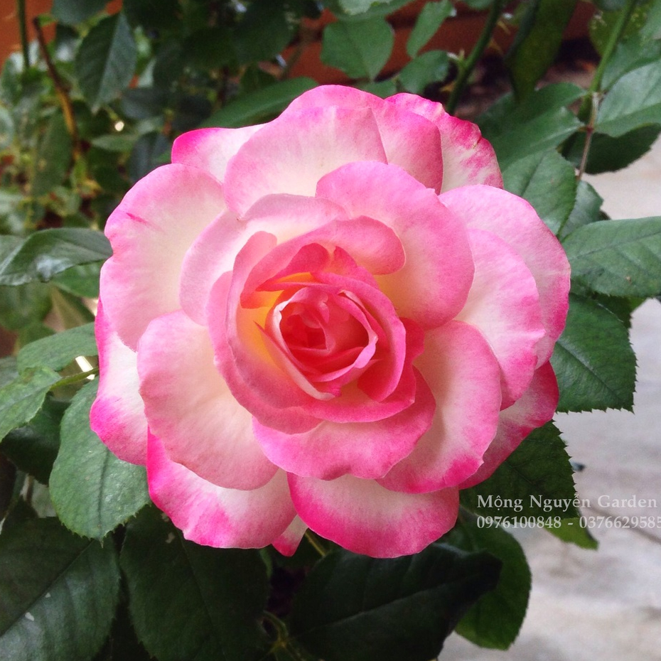 Hoa Hồng Cherry Parfait Rose - hồng bụi, hoa thơm