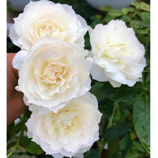Hoa hồng Sur La Neige Rose - hoa thơm, màu trắng, hồng leo