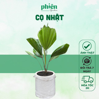 Cây Kè Nhật, Cọ ta nội thất, văn phòng siêu đẹp