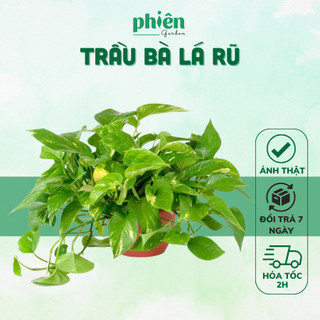 Cây Trầu Bà Treo lá rũ, cây Vạn Niên Thanh chậu treo