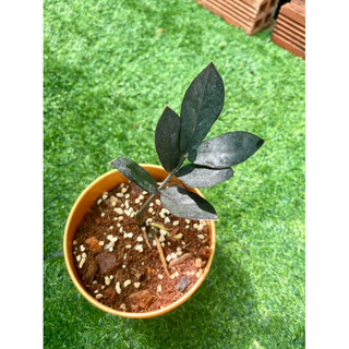 Cây kim tiền đen (Zamioculcas Zamiifolia “RAVEN”)(giao hỏa tốc)