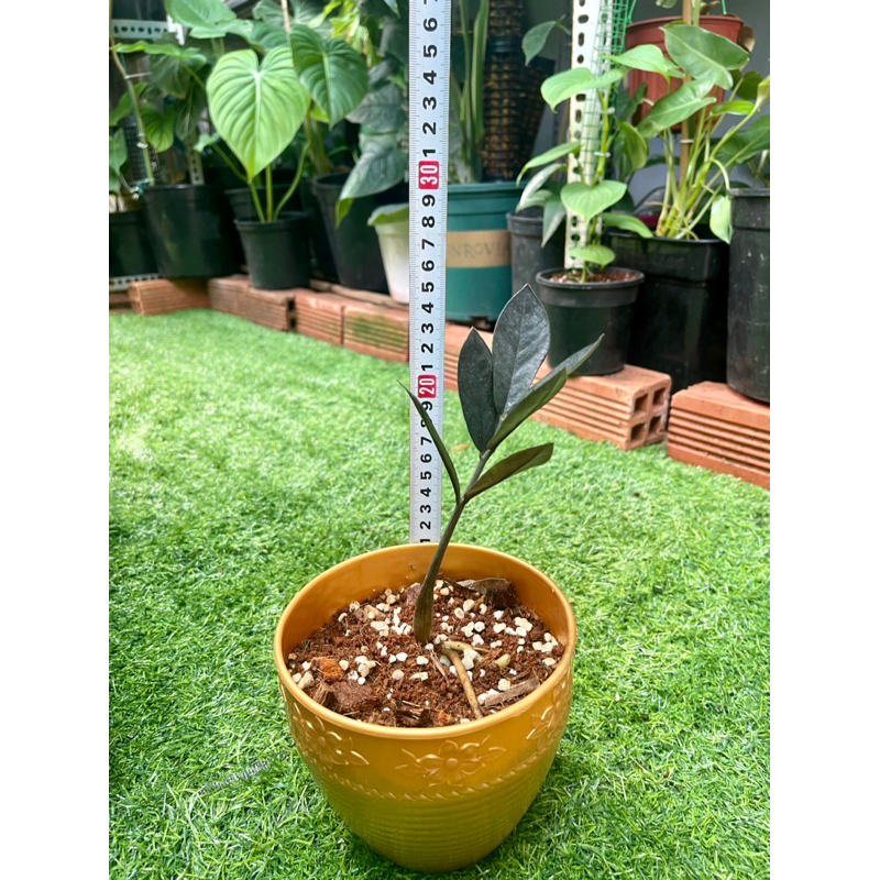 Cây kim tiền đen