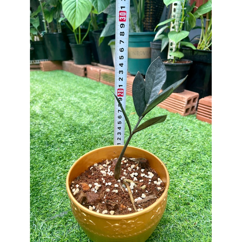 Cây kim tiền đen