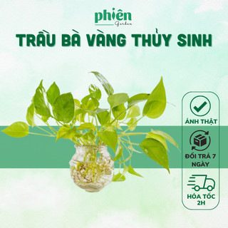 Cây Trầu Bà Vàng, Trầu Bà Xanh thủy sinh để bàn kèm chậu thủy tinh