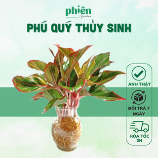 Cây Phú Quý thủy sinh để bàn chậu thủy tinh