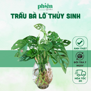 Cây Trầu Bà Lỗ thủy sinh để bàn chậu thủy tinh