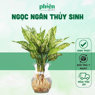 Cây Ngọc Ngân thủy sinh để bàn chậu thủy tinh