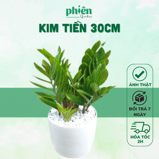Cây Kim Tiền - Kim Phát Tài để bàn 30cm kèm Chậu gốm tráng men