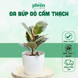 Cây Đa Búp Đỏ Cẩm Thạch để bàn kèm Chậu gốm tráng men