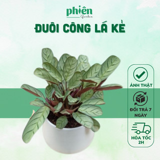 Cây đuôi công xanh lá kẻ để bàn kèm chậu gốm tráng men