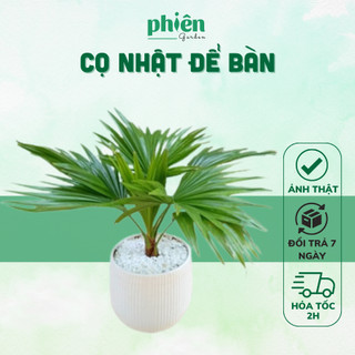 Cây kè nhật, cọ ta, cây để bàn mini đẹp