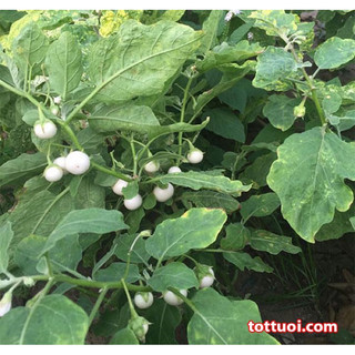 1kg Cà pháo tím, trắng