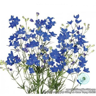 50h hạt giống hoa phi yến cắt cành tg278 grand blue