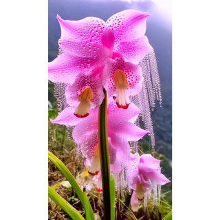 hạt giống hoa mộc mưa