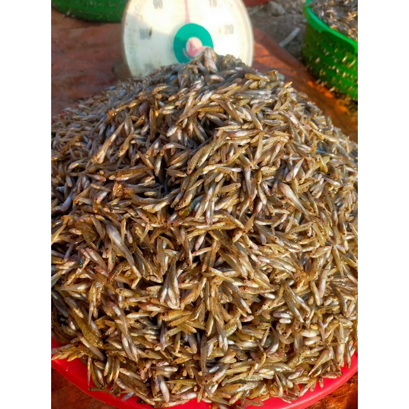 CÁ BỐNG SÔNG ĐÀ:99k/1kg