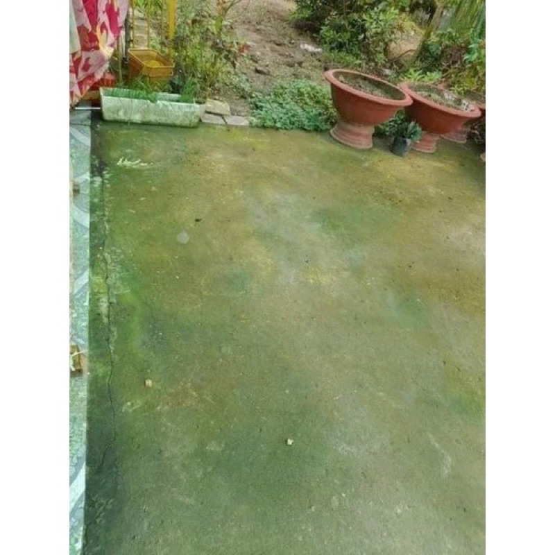 Bột tẩy rong rêu sân nền 500g