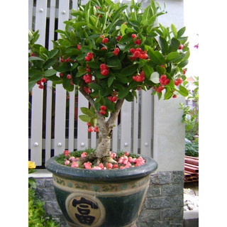 Cây giống roi đỏ , roi xanh sai quả nhanh thu hoạch