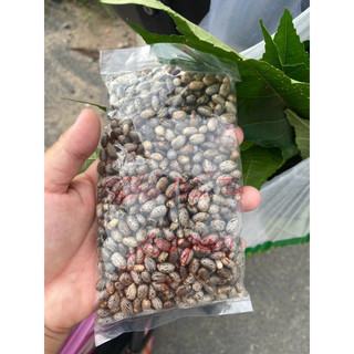 (HOẢ TỐC SG) - LÁ THẦU DẦU TÍA TƯƠI