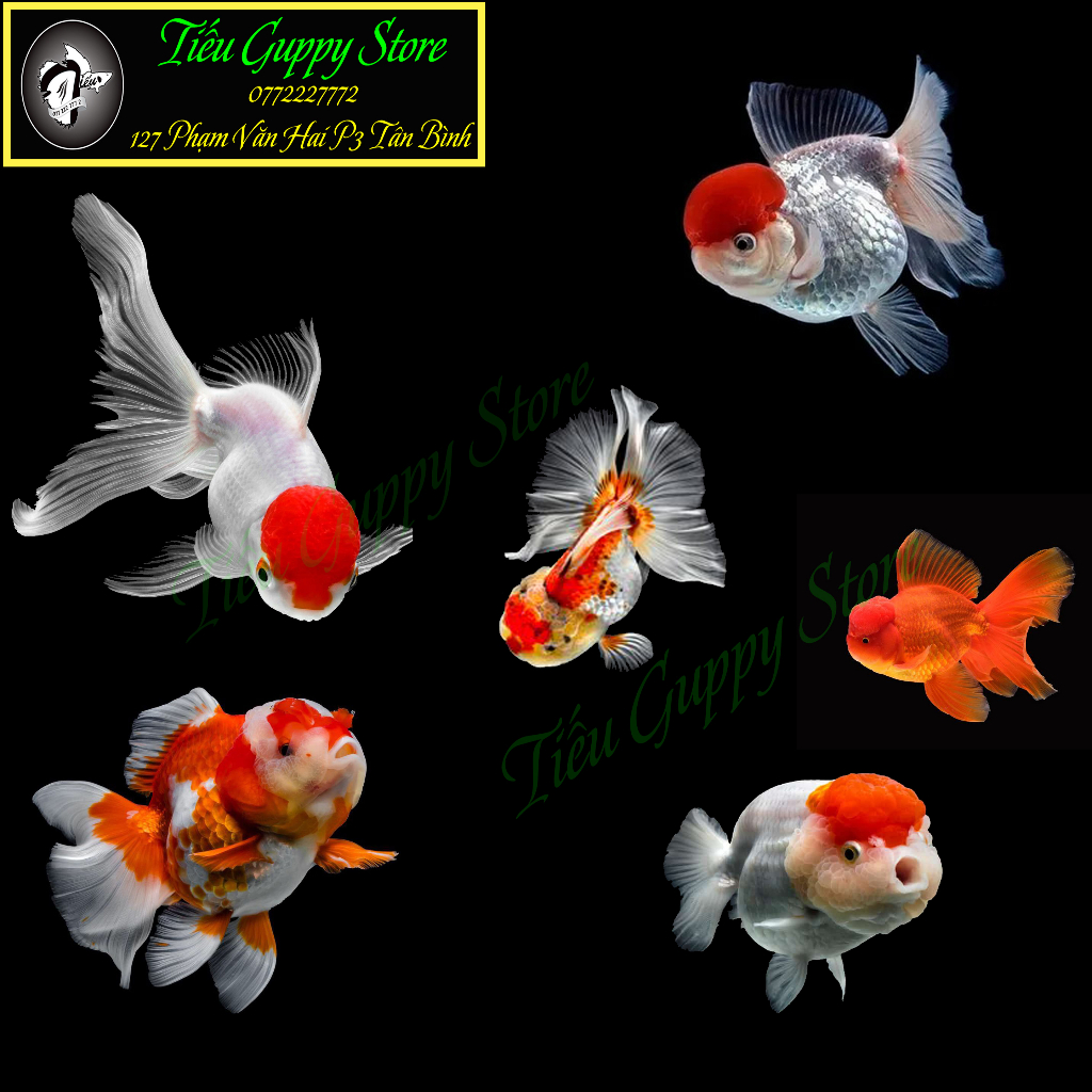Decal Dán Hình Cá Vàng - dùng để dán trang trí